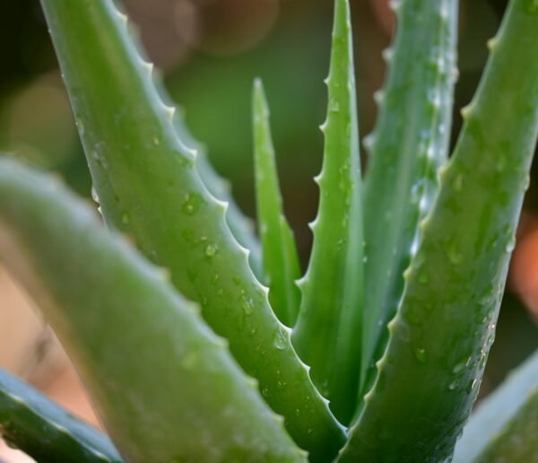 green aloe vera plant